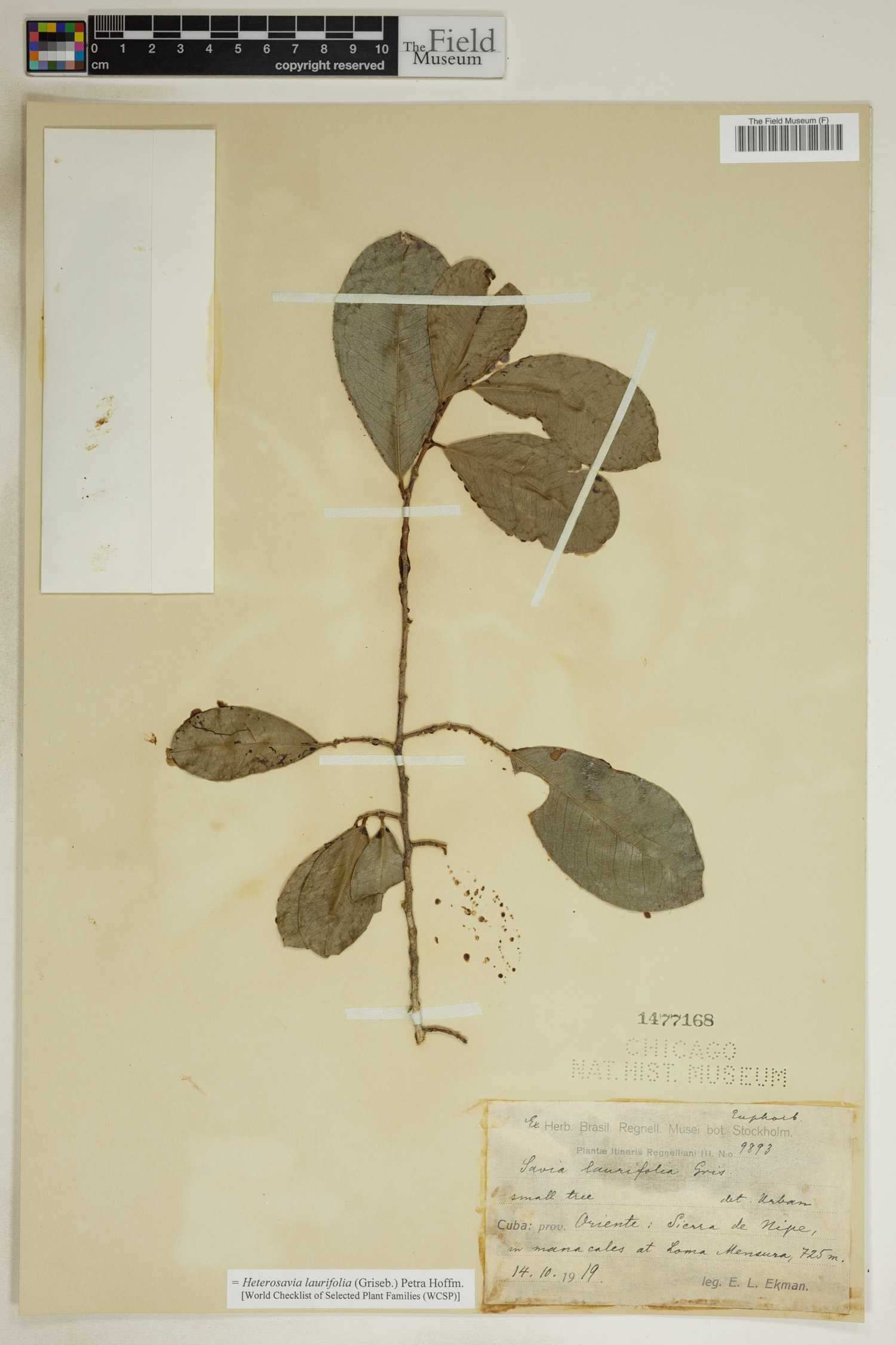 Heterosavia laurifolia image