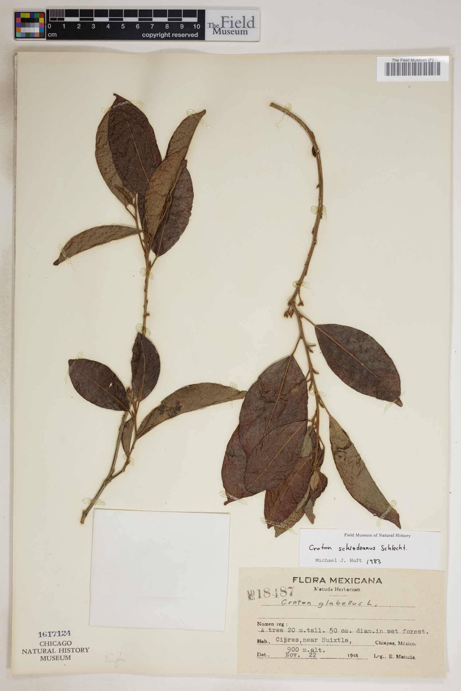 Croton schiedeanus image