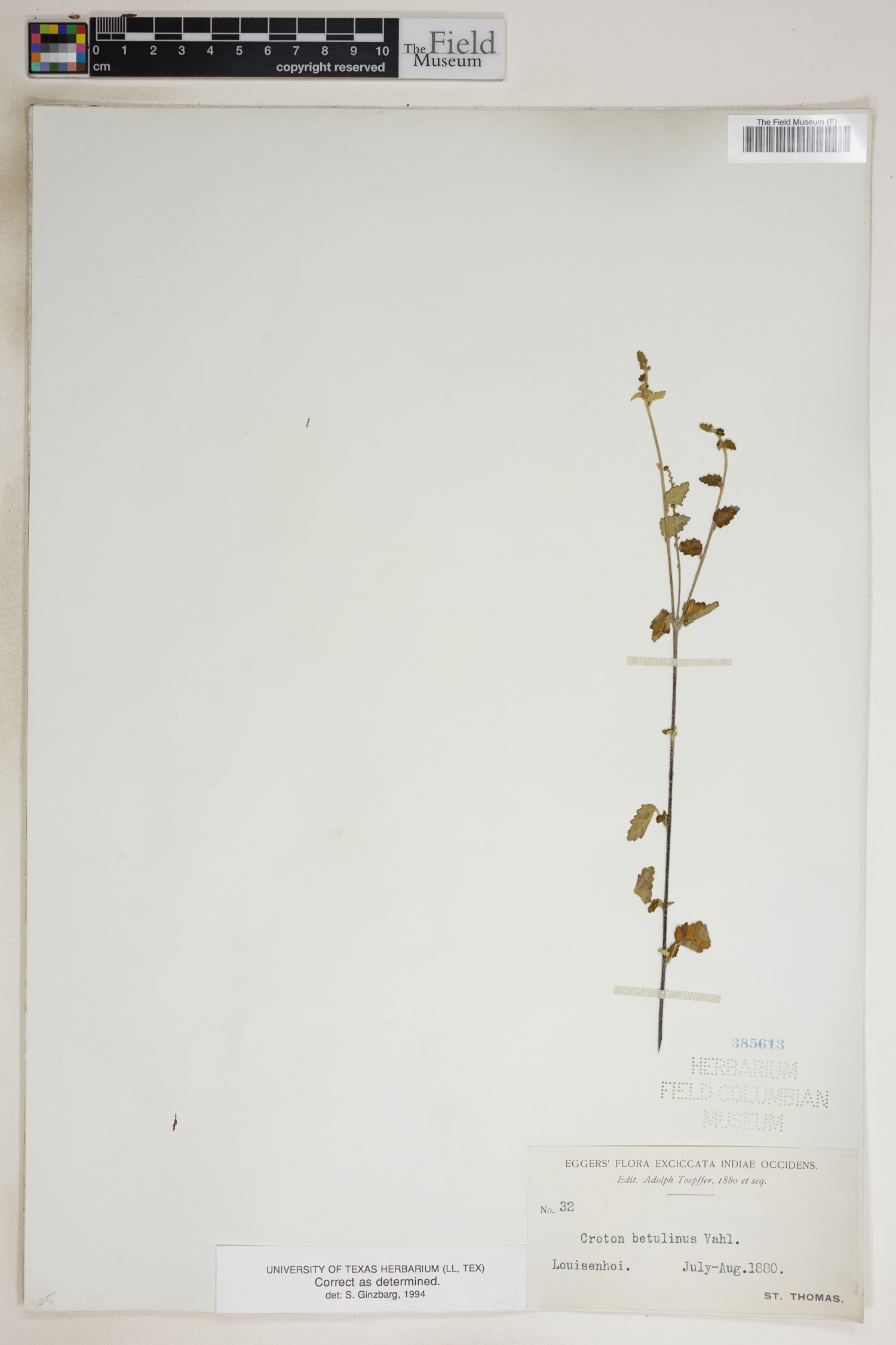 Croton betulinus image
