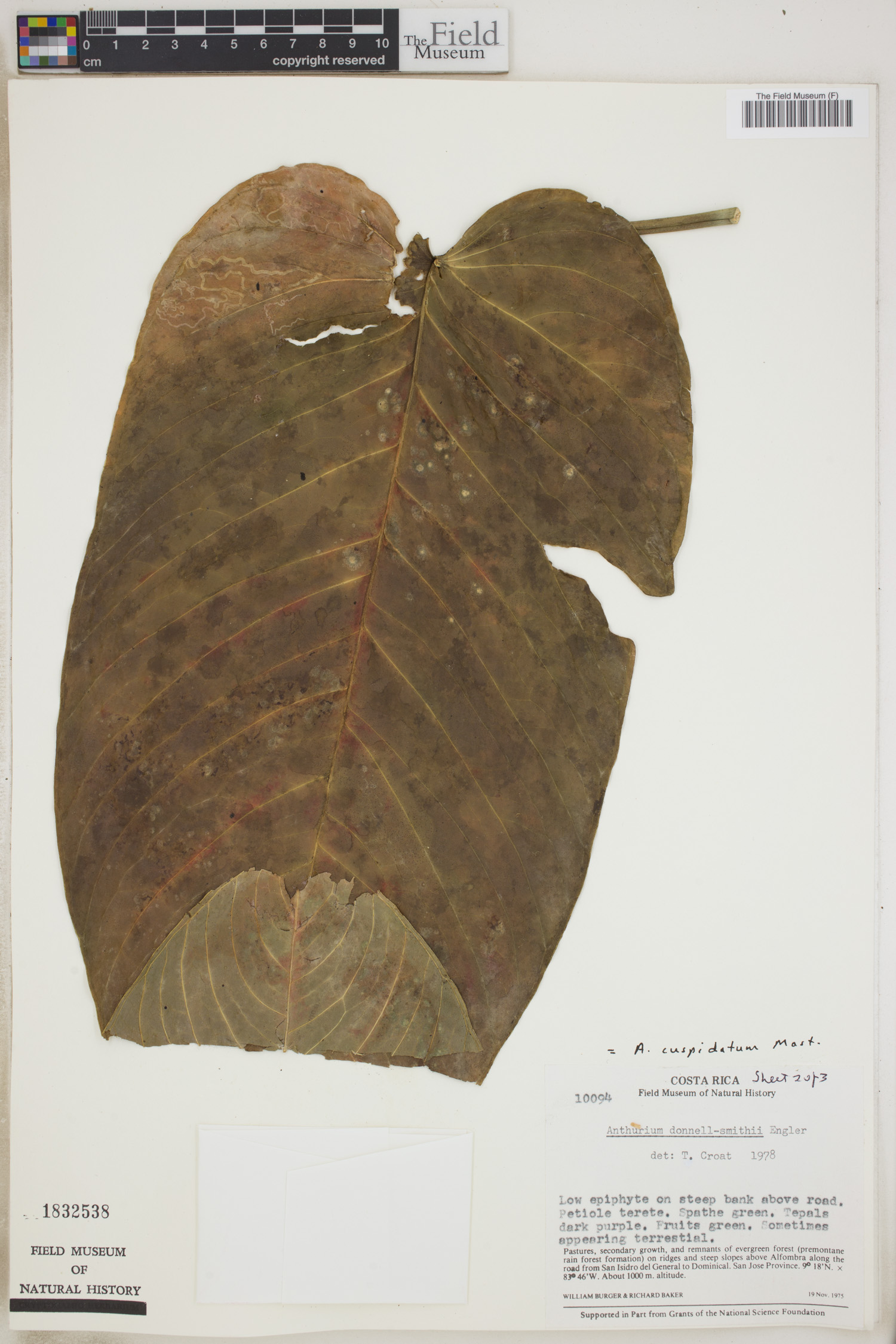 Anthurium cuspidatum image