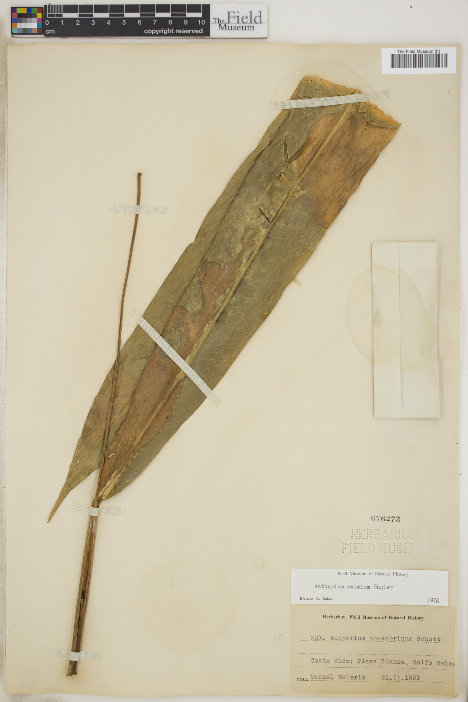 Anthurium eximium image