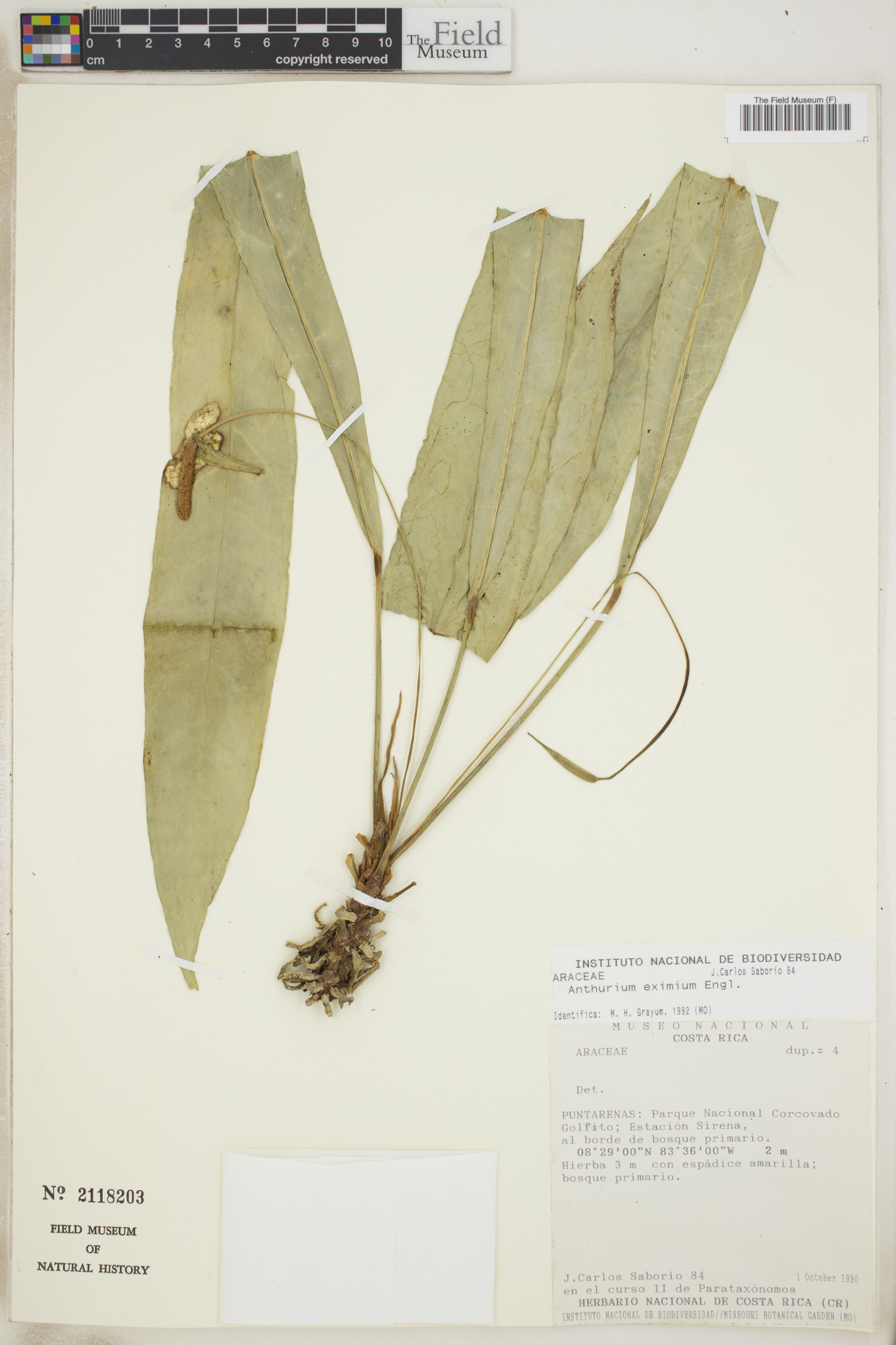 Anthurium eximium image