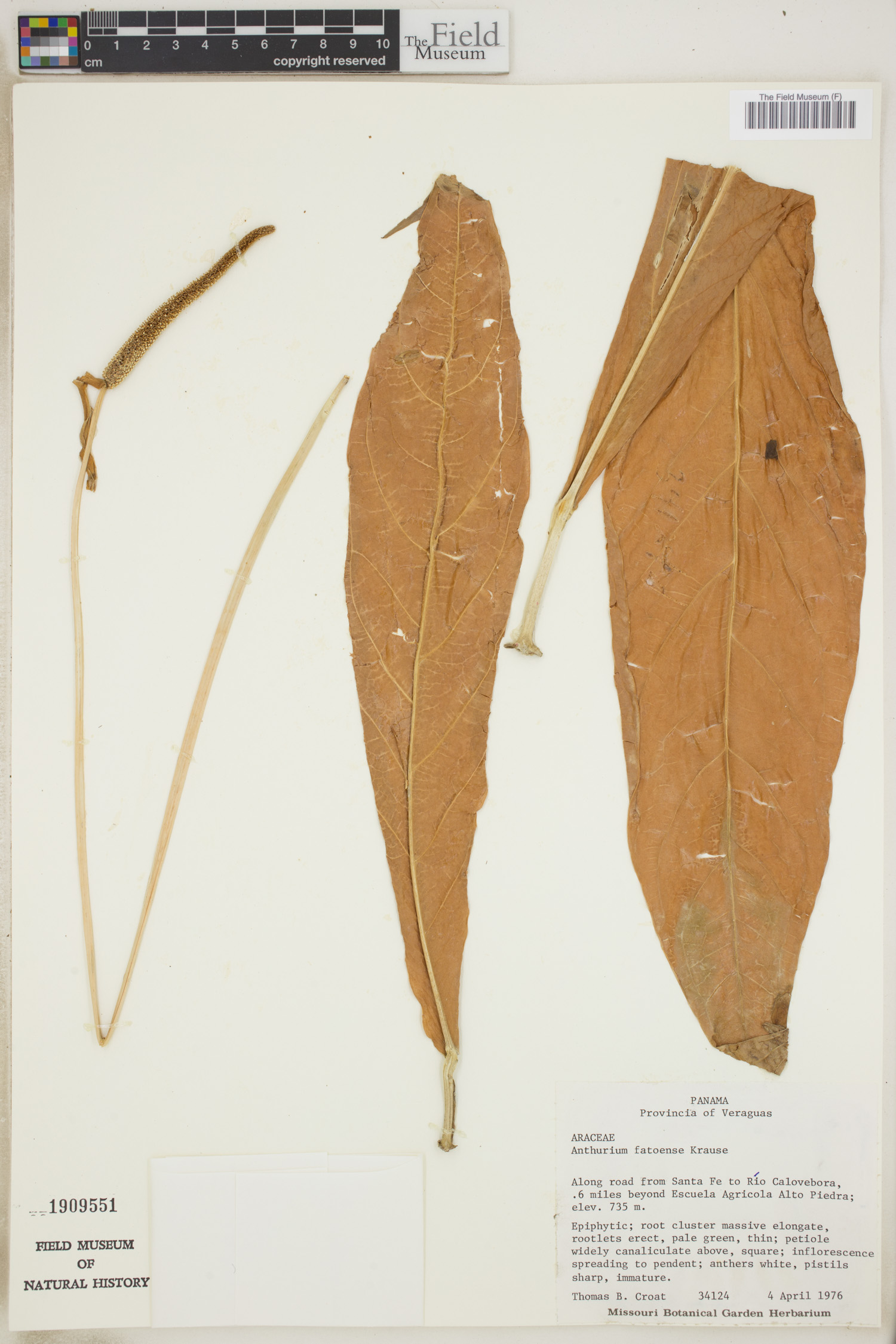 Anthurium fatoense image
