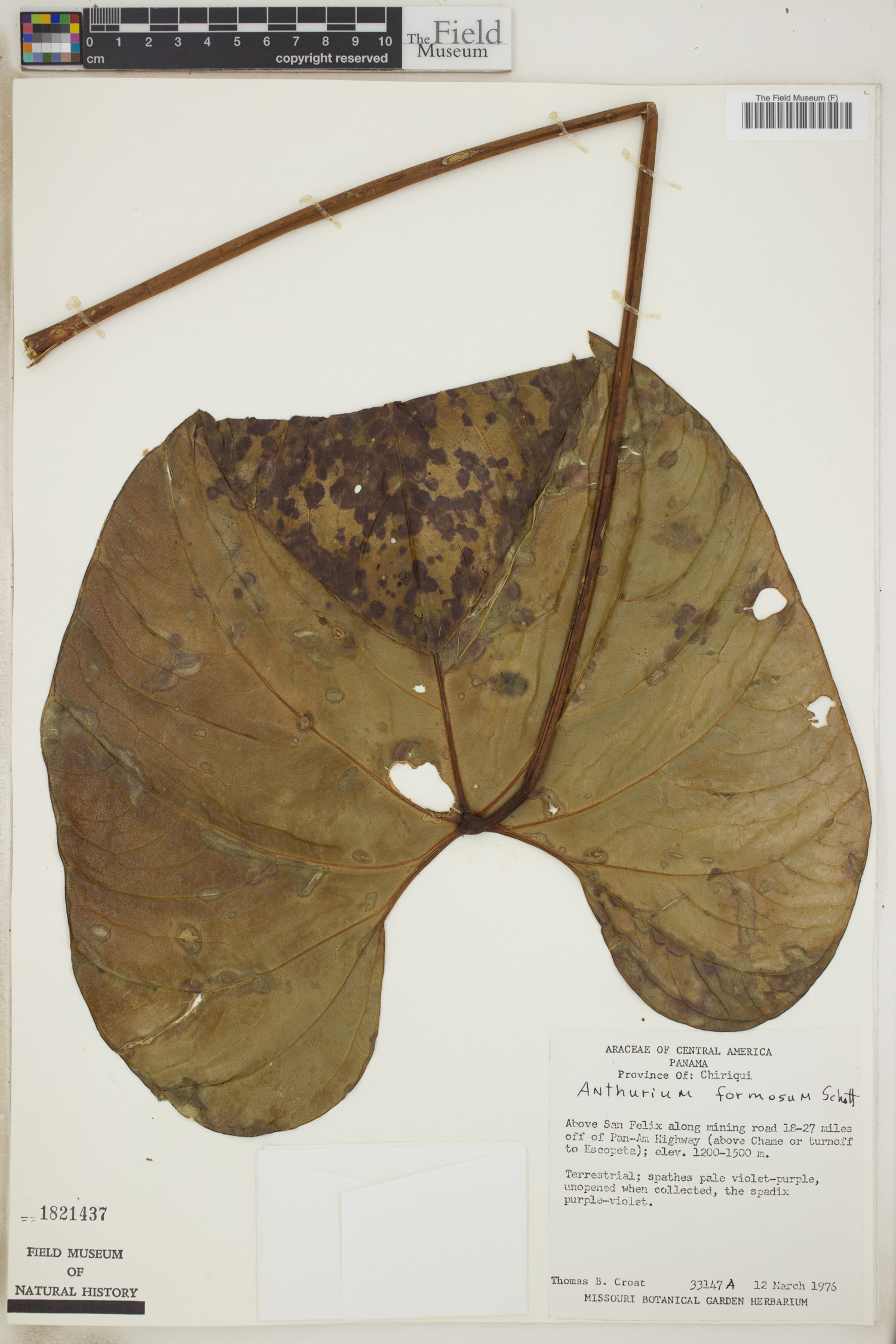 Anthurium formosum image