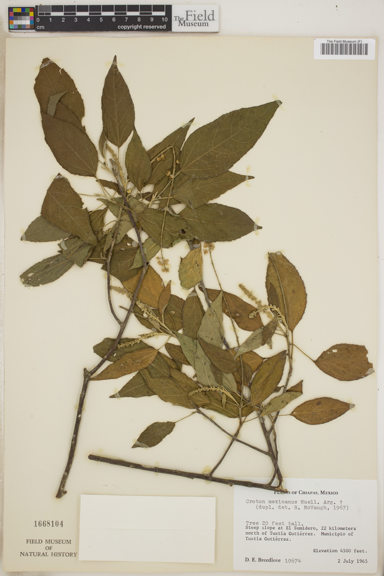 Croton mexicanus image