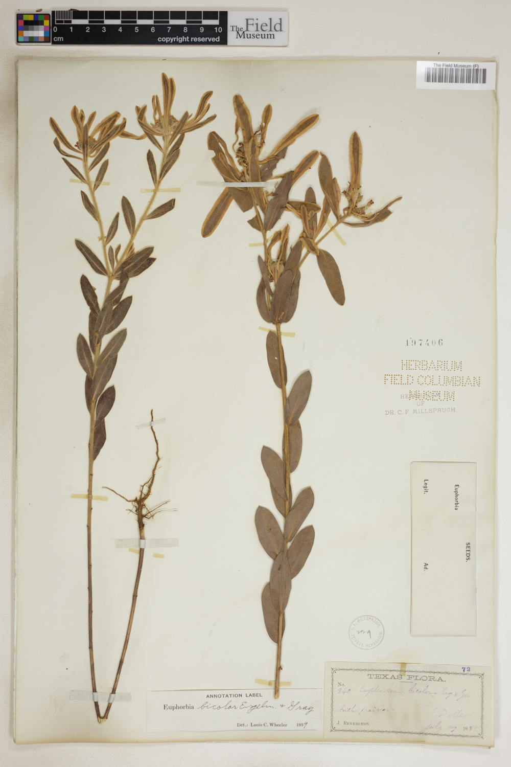 Euphorbia bicolor image