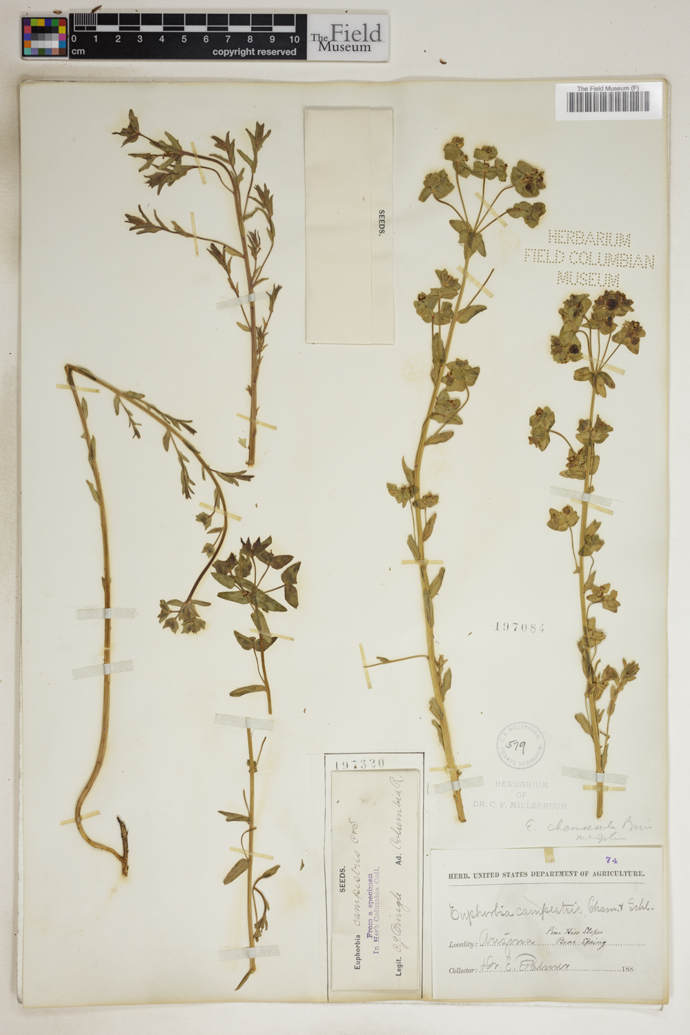 Euphorbia campestris image