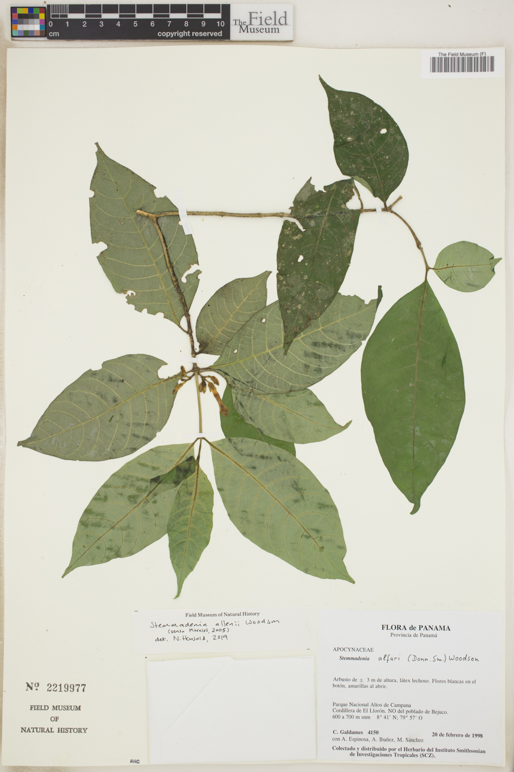Tabernaemontana allenii image