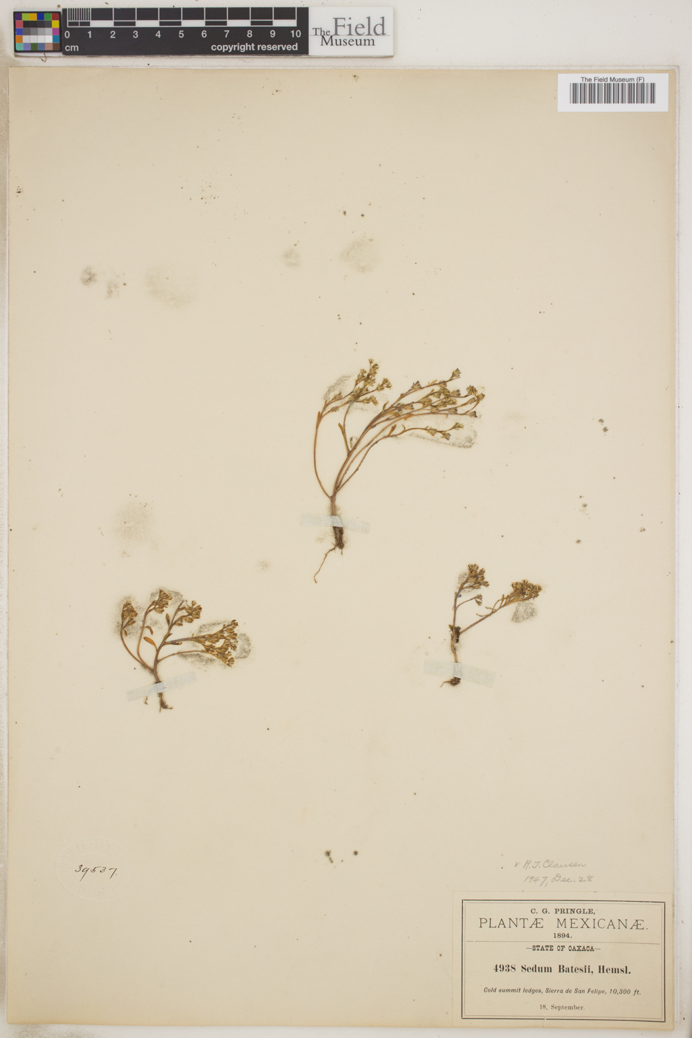 Sedum batesii image