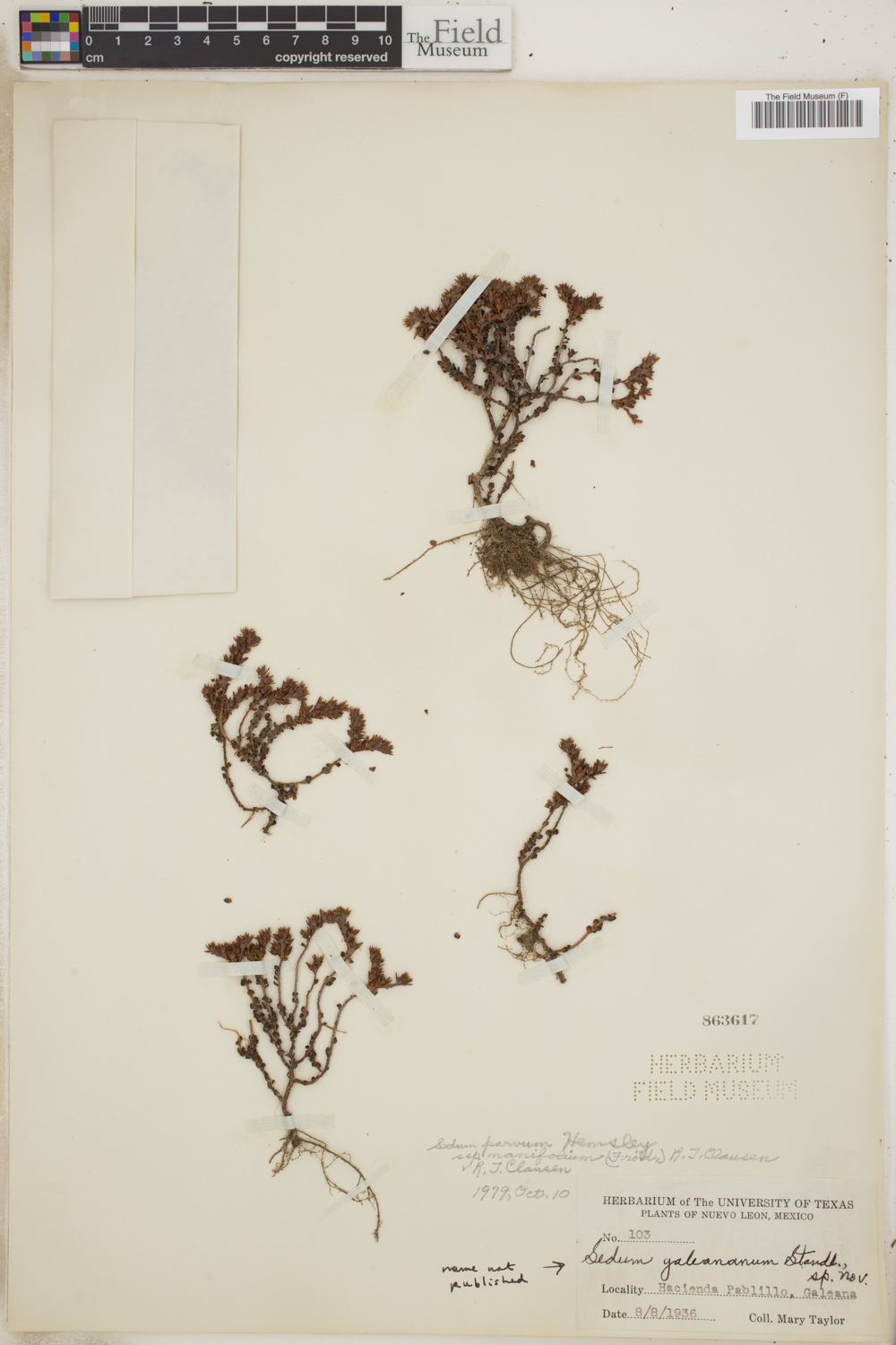 Sedum parvum image
