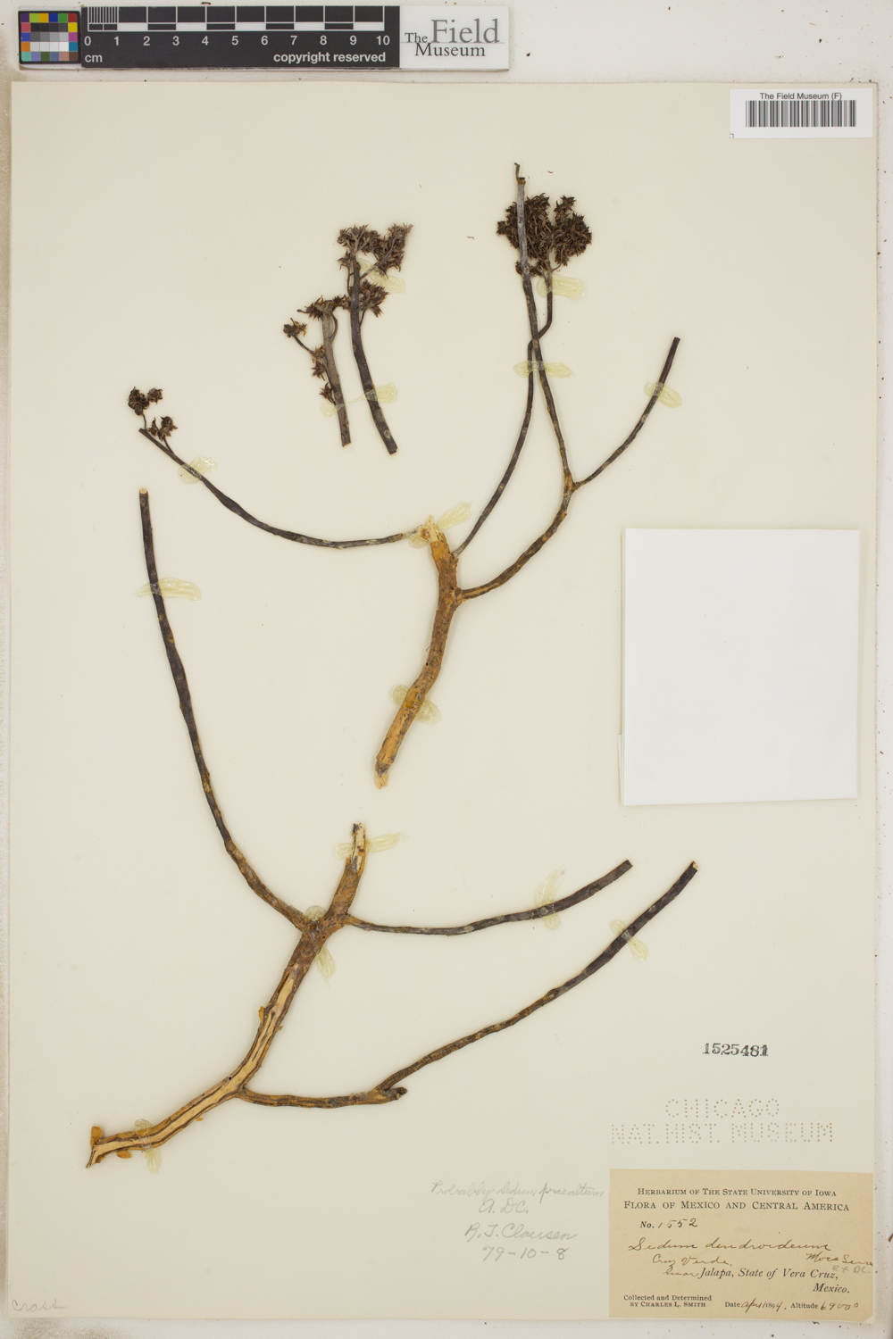 Sedum praealtum image