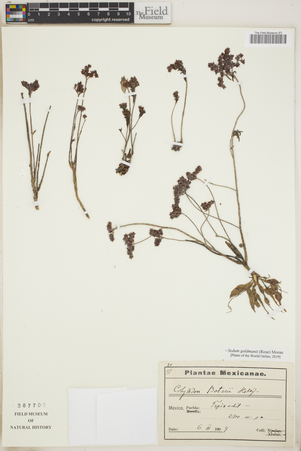 Sedum goldmanii image