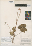 Begonia aequatorialis image