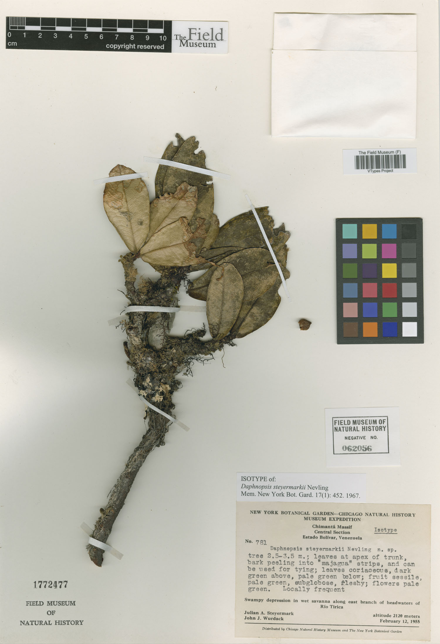 Daphnopsis steyermarkii image