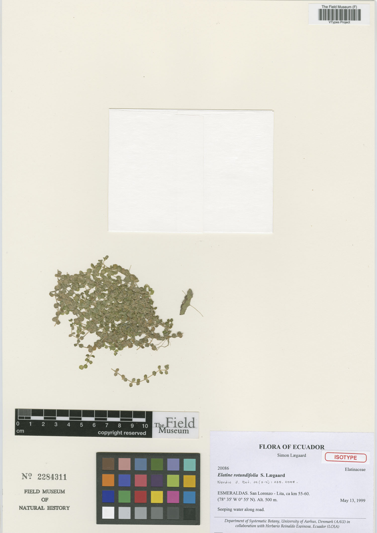 Elatine rotundifolia image
