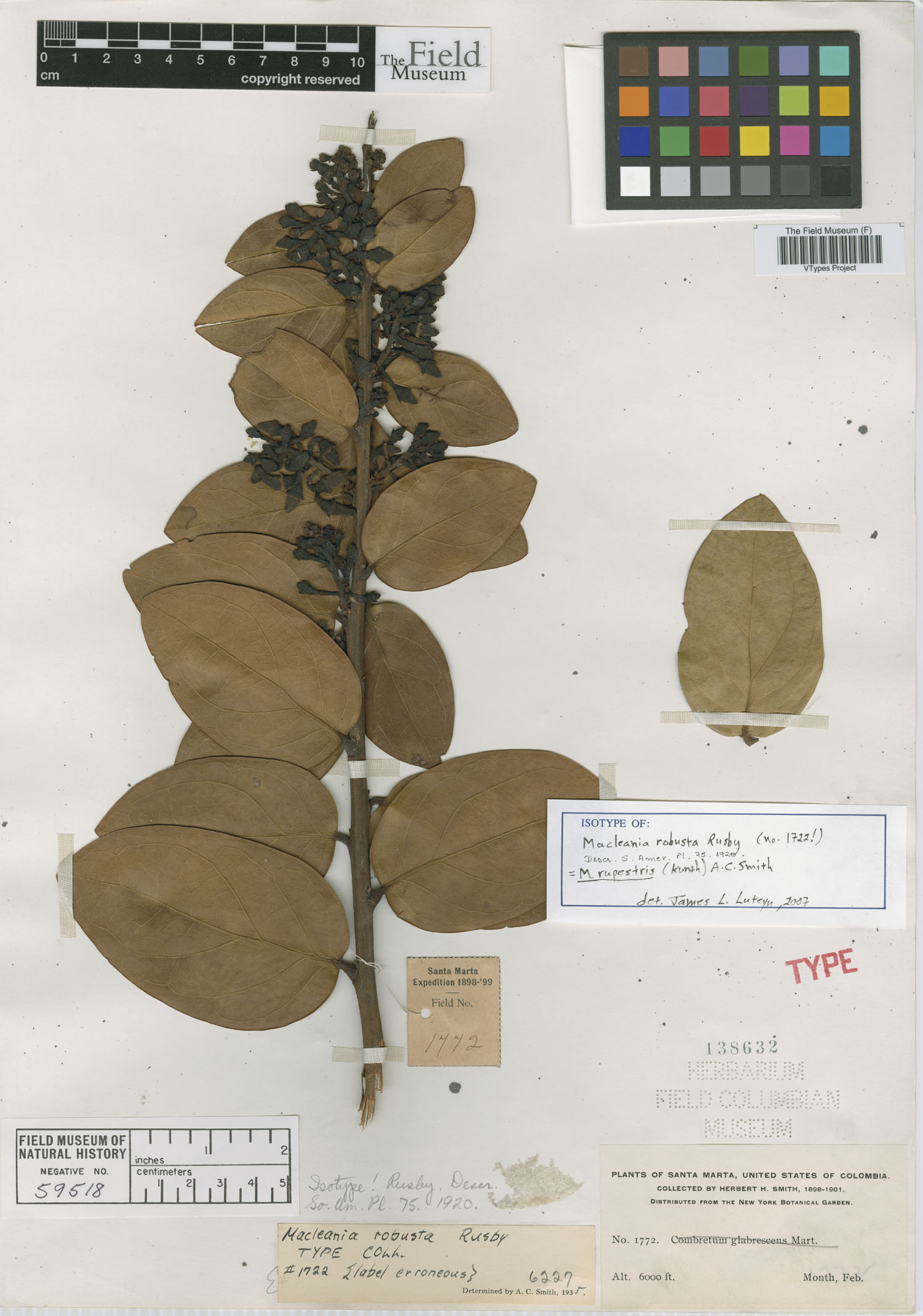 Macleania robusta image