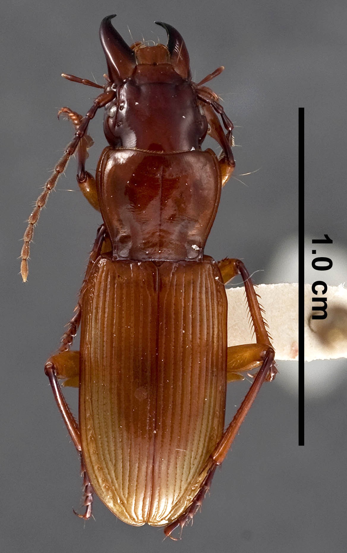 Pterostichus hypogeus