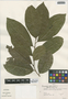 Annona reticulata image