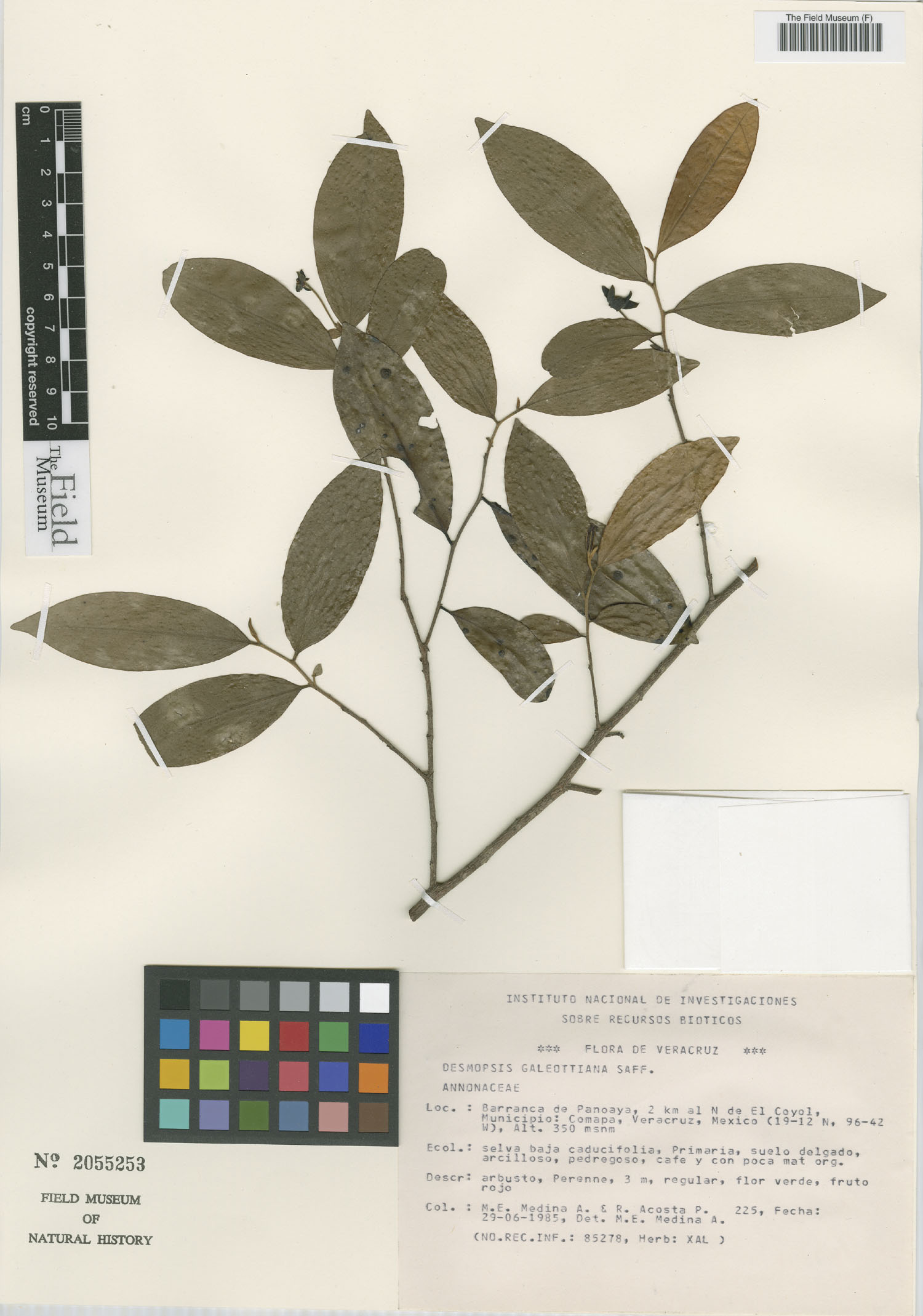 Desmopsis trunciflora image