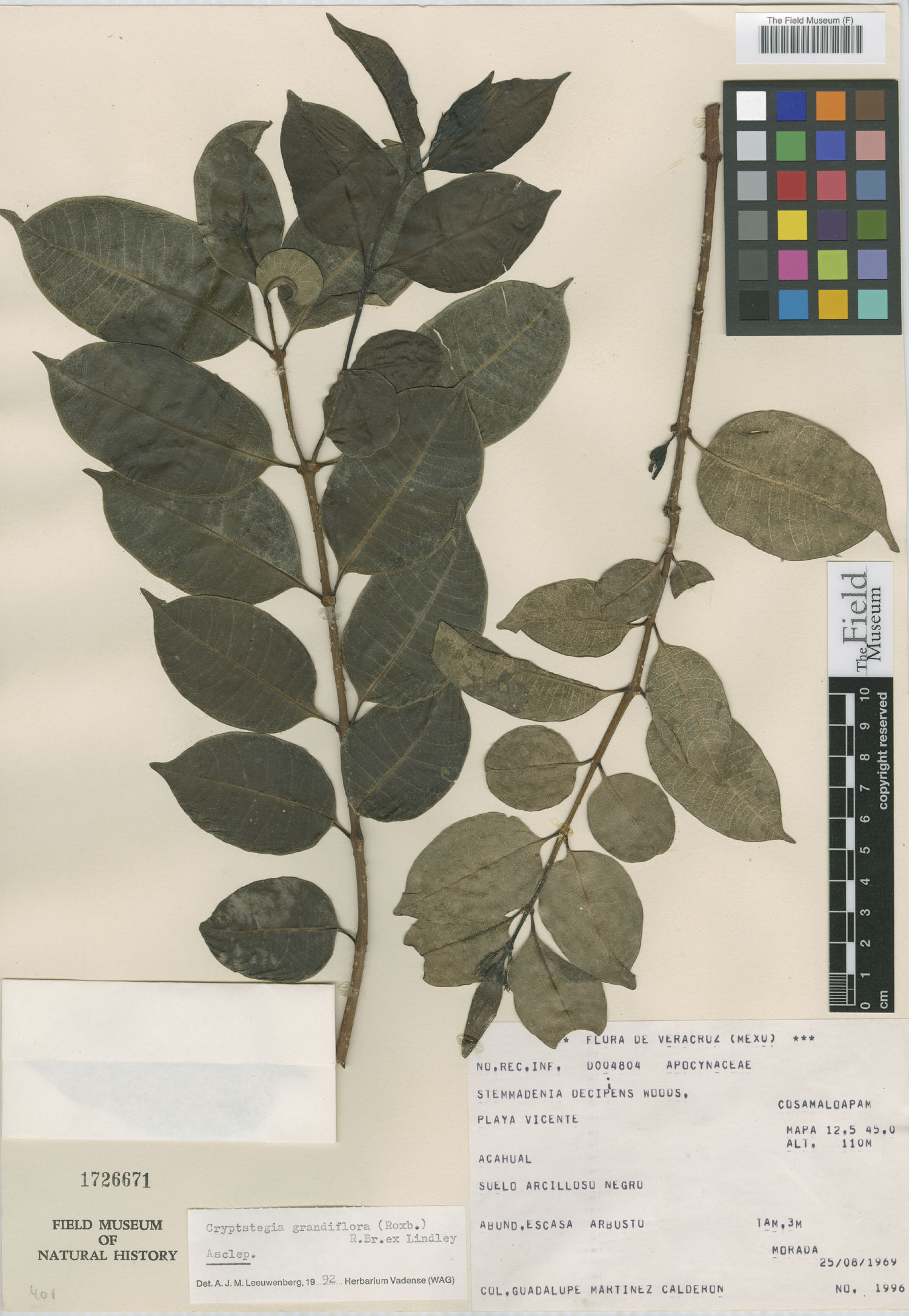Cryptostegia image