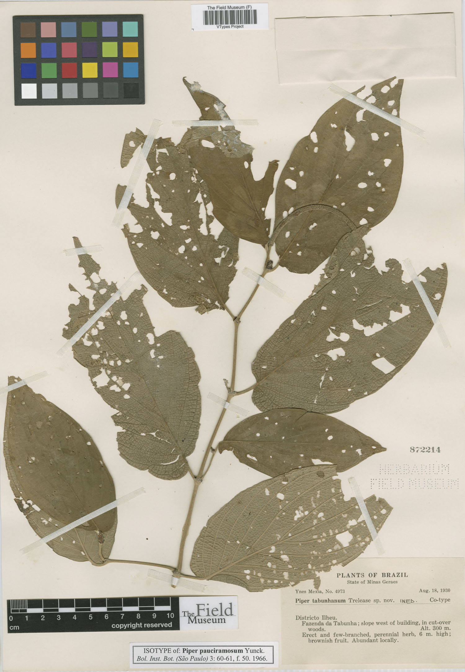 Piper pauciramosum image