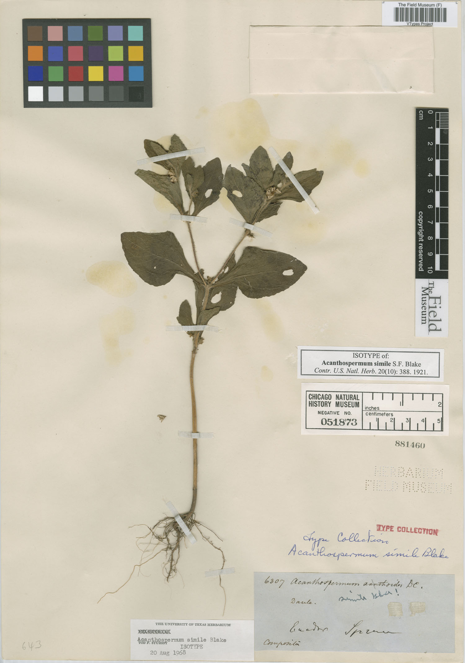 Acanthospermum simile image