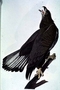 Bald Eagle or White Headed Eagle Plate 31 by John James Audubon. Bird print from Rare Book