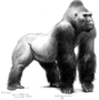 Chalk drawing or sketch of Bushman, the Lincoln Park Zoo gorilla.  By artist Charles R. Knight.