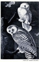 Snowy Owl. Plate 121 (CXXI) by John James Audubon. Bird print from Rare Book. Drawn by Audubon in the open country of the United States in the early 1800s. Photographed from the folio.