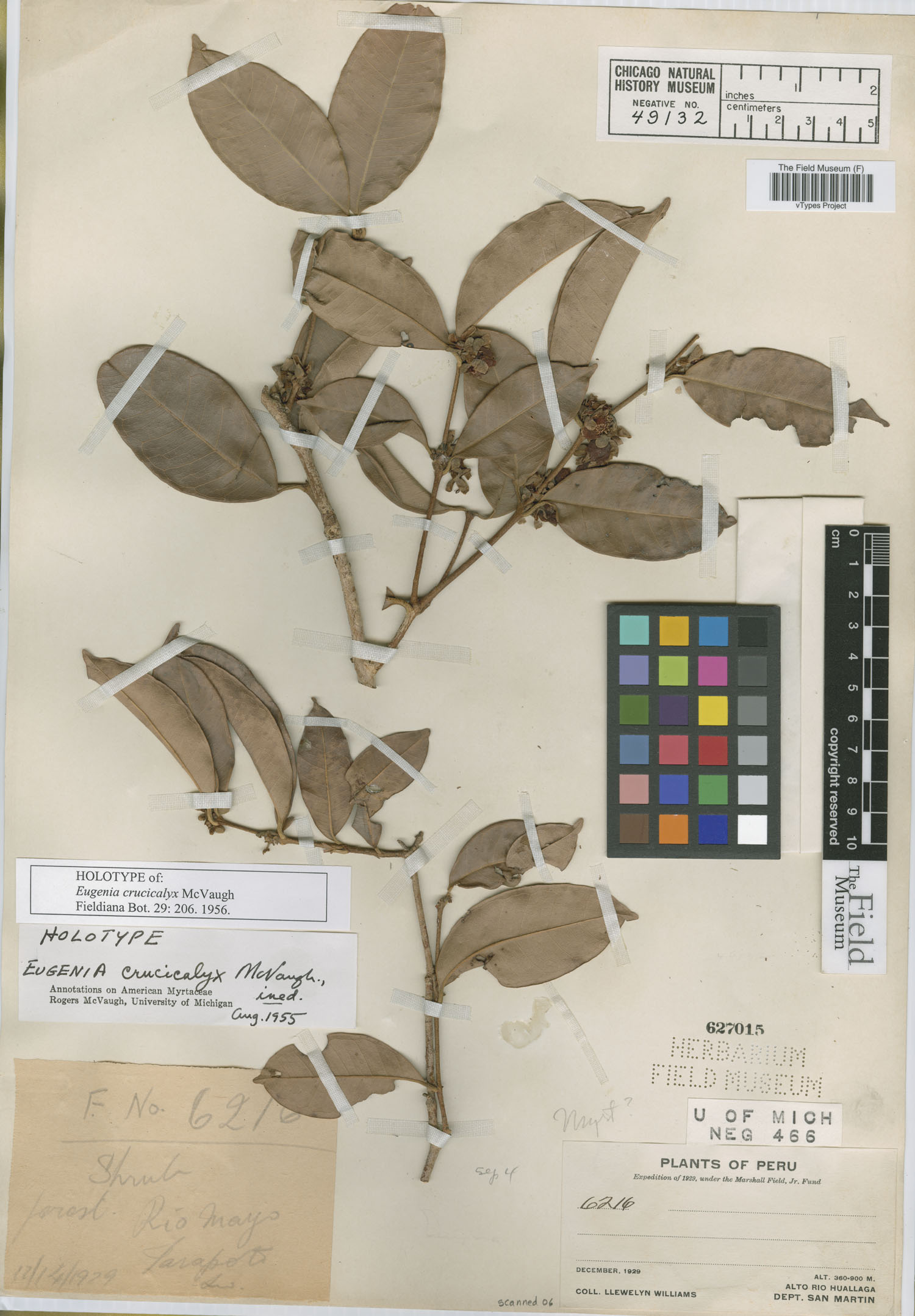 Eugenia crucicalyx image