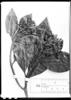 Cinchona lanceolata image