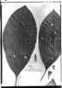 Ladenbergia muzonensis image