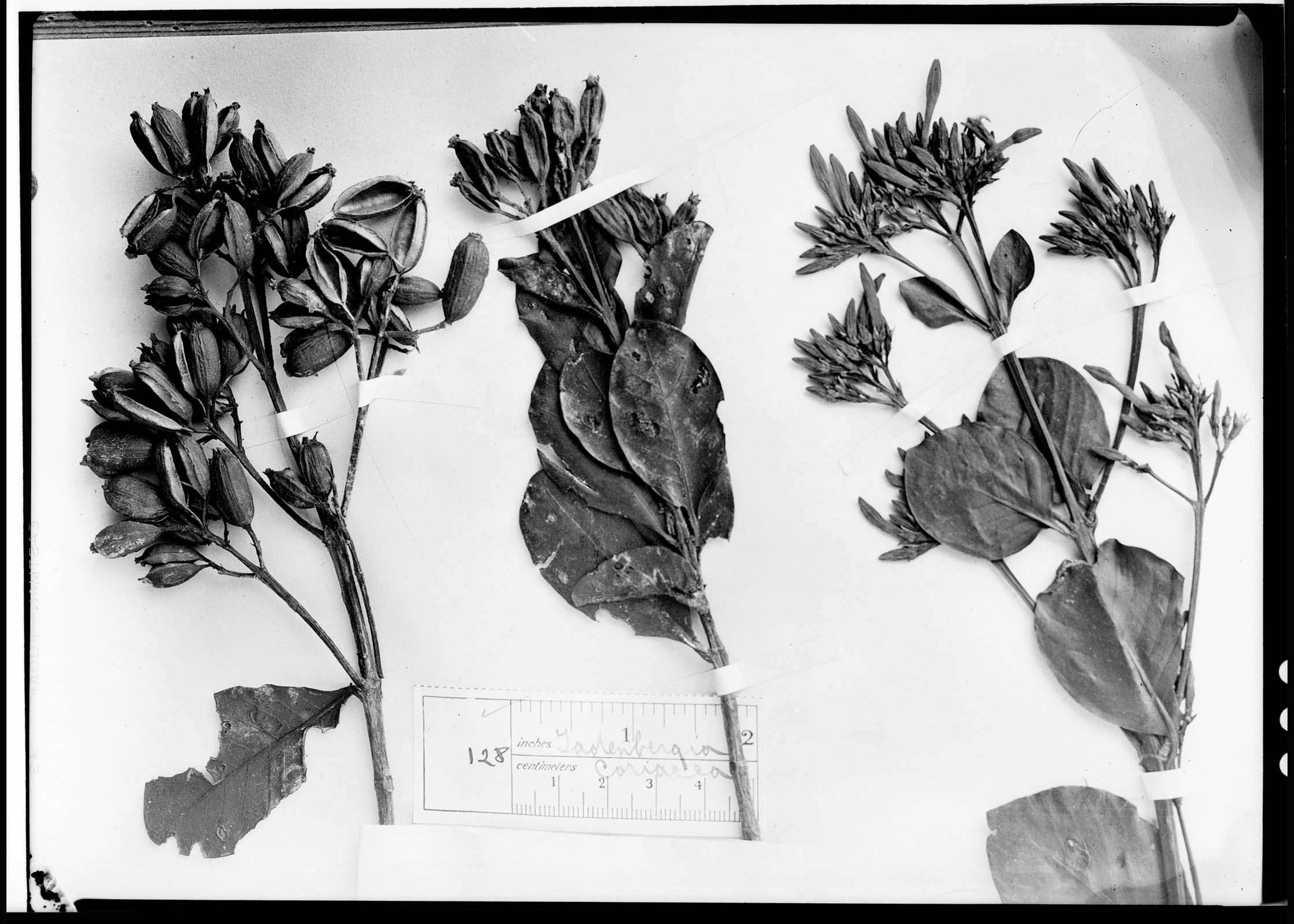 Ladenbergia coriacea image