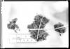Astragalus minimus image