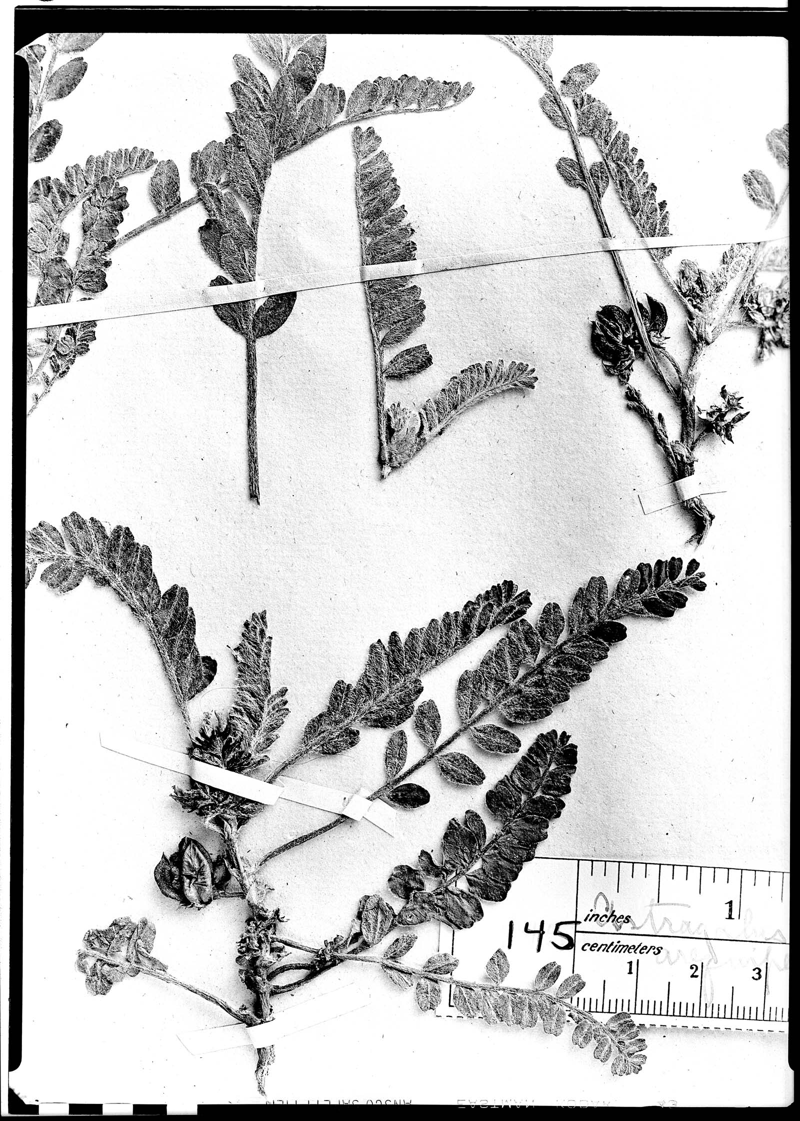 Astragalus arequipensis image