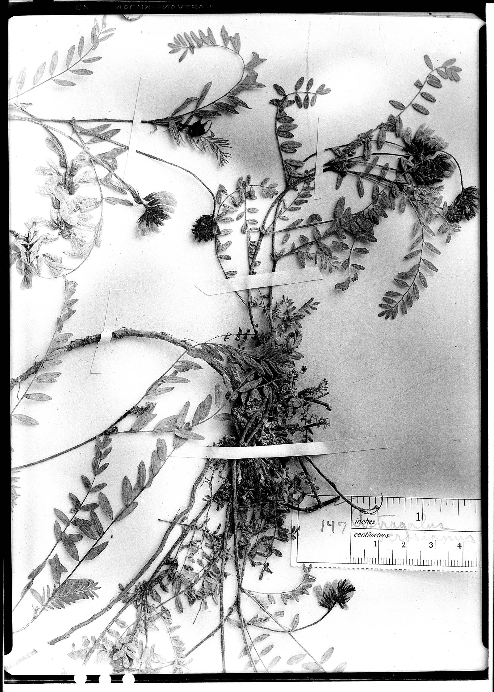 Astragalus cracca image