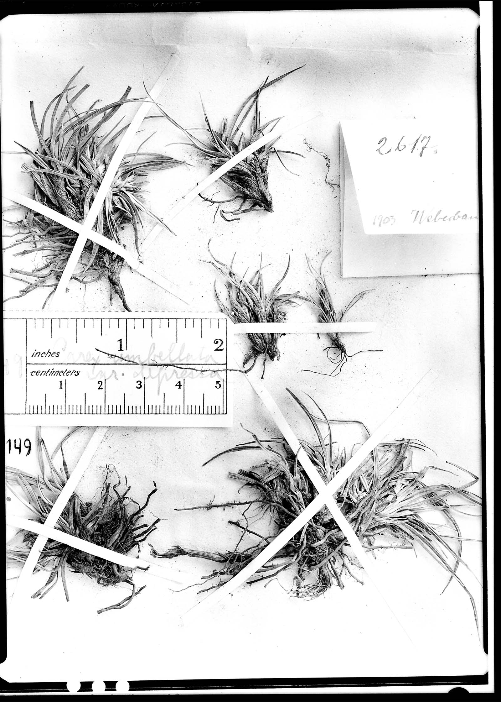 Carex hypsipedos image