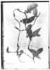 Manettia pedunculata image