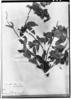 Manettia pubescens image