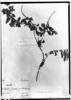 Manettia sonderiana image