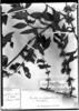 Manettia congestoides image