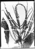 Alseis longifolia image