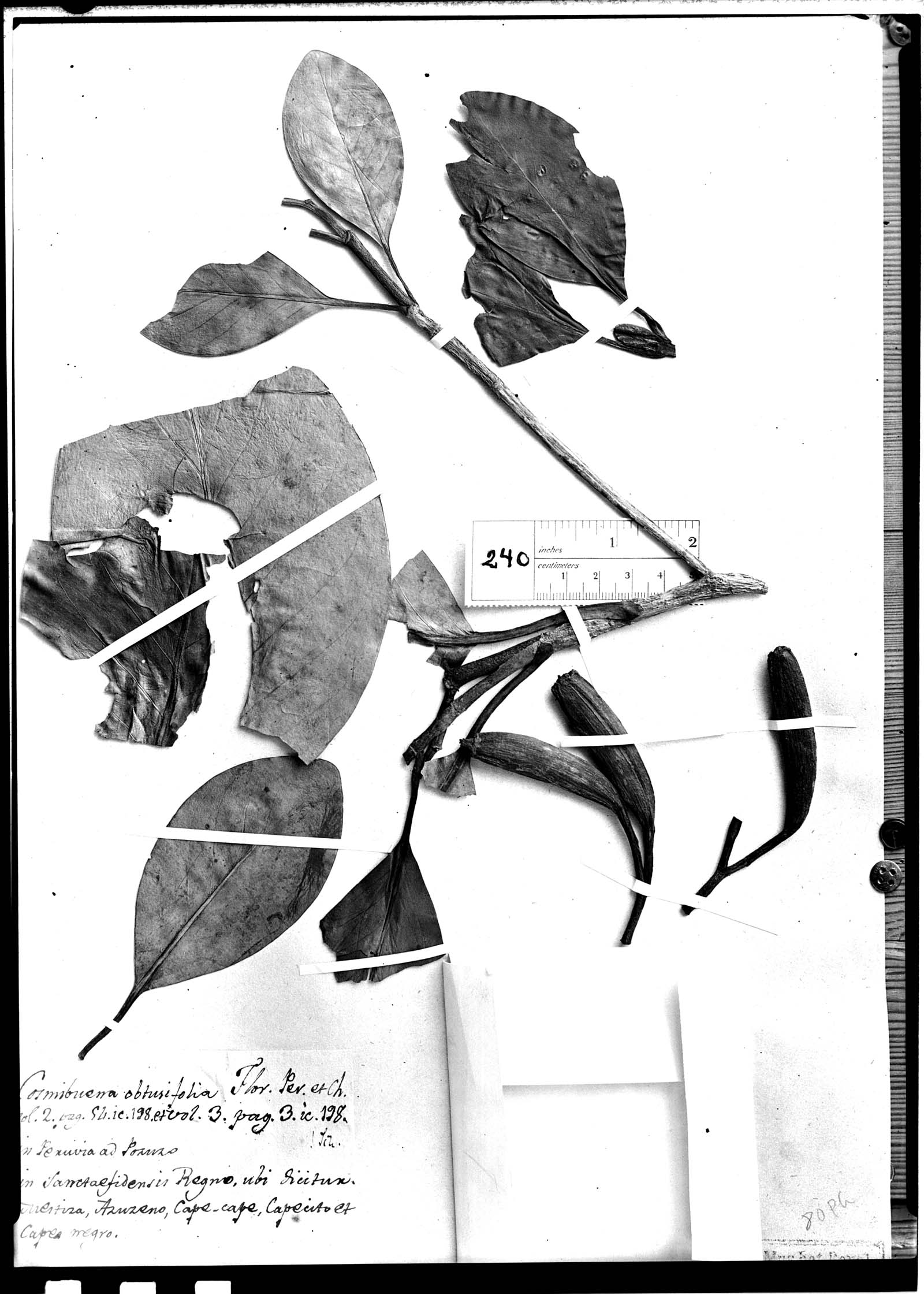 Cinchona grandiflora image