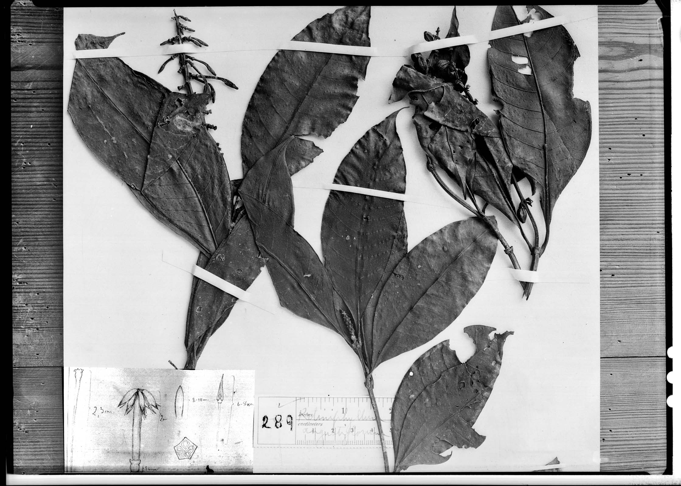 Retiniphyllum angustiflorum image