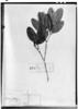 Retiniphyllum pauciflorum image