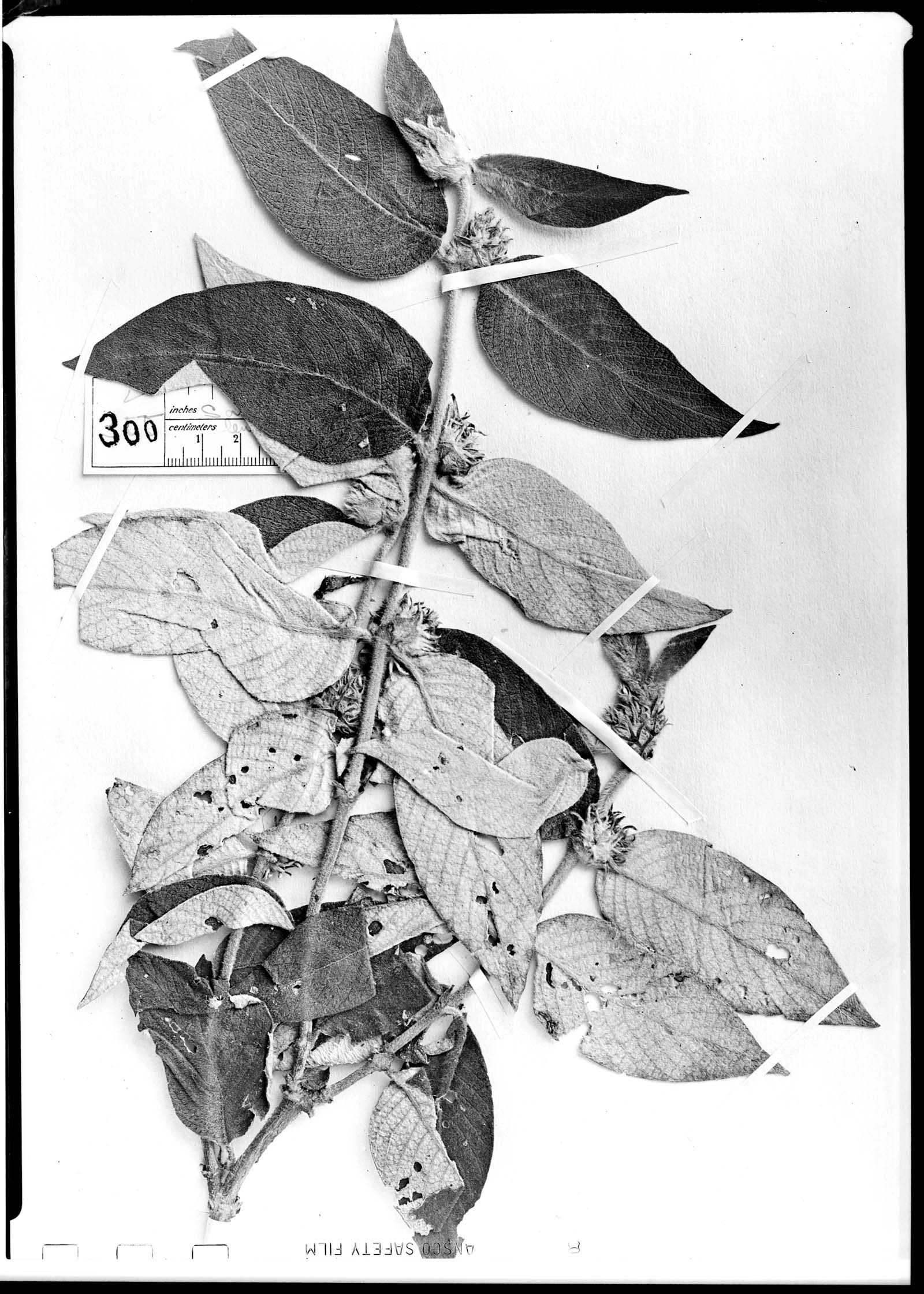 Sabicea velutina subsp. velutina image