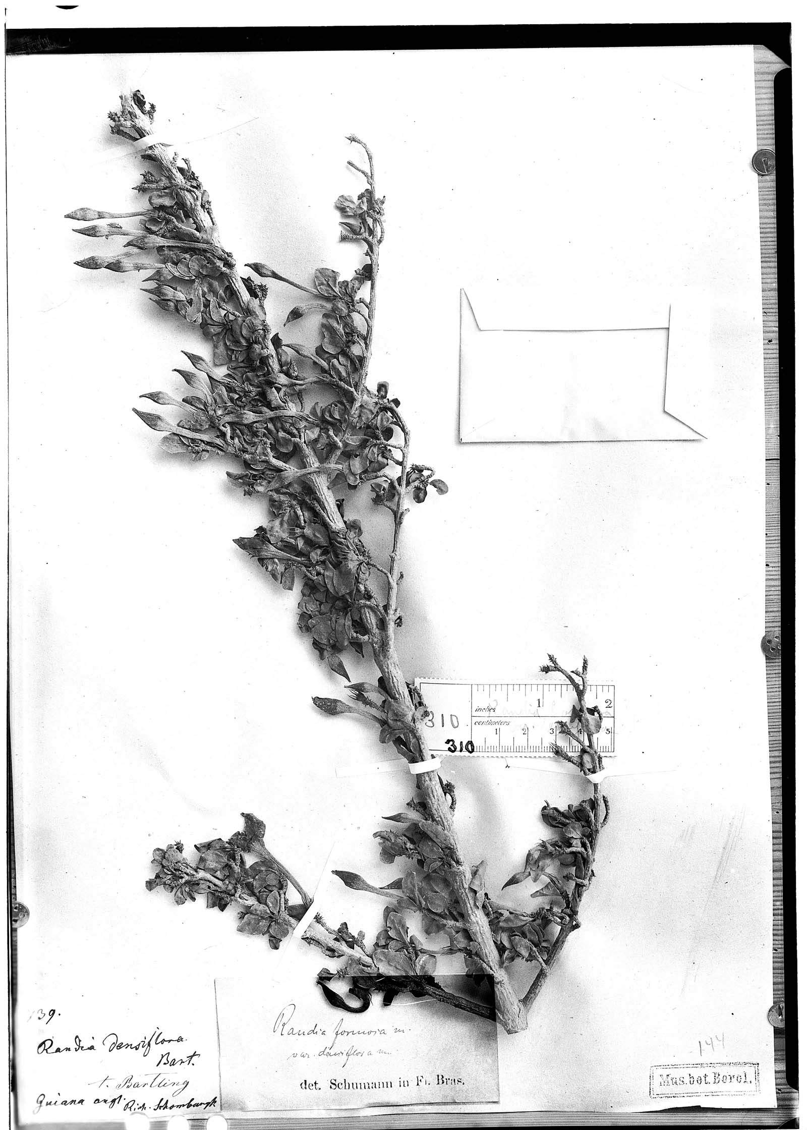 Rosenbergiodendron densiflorum image