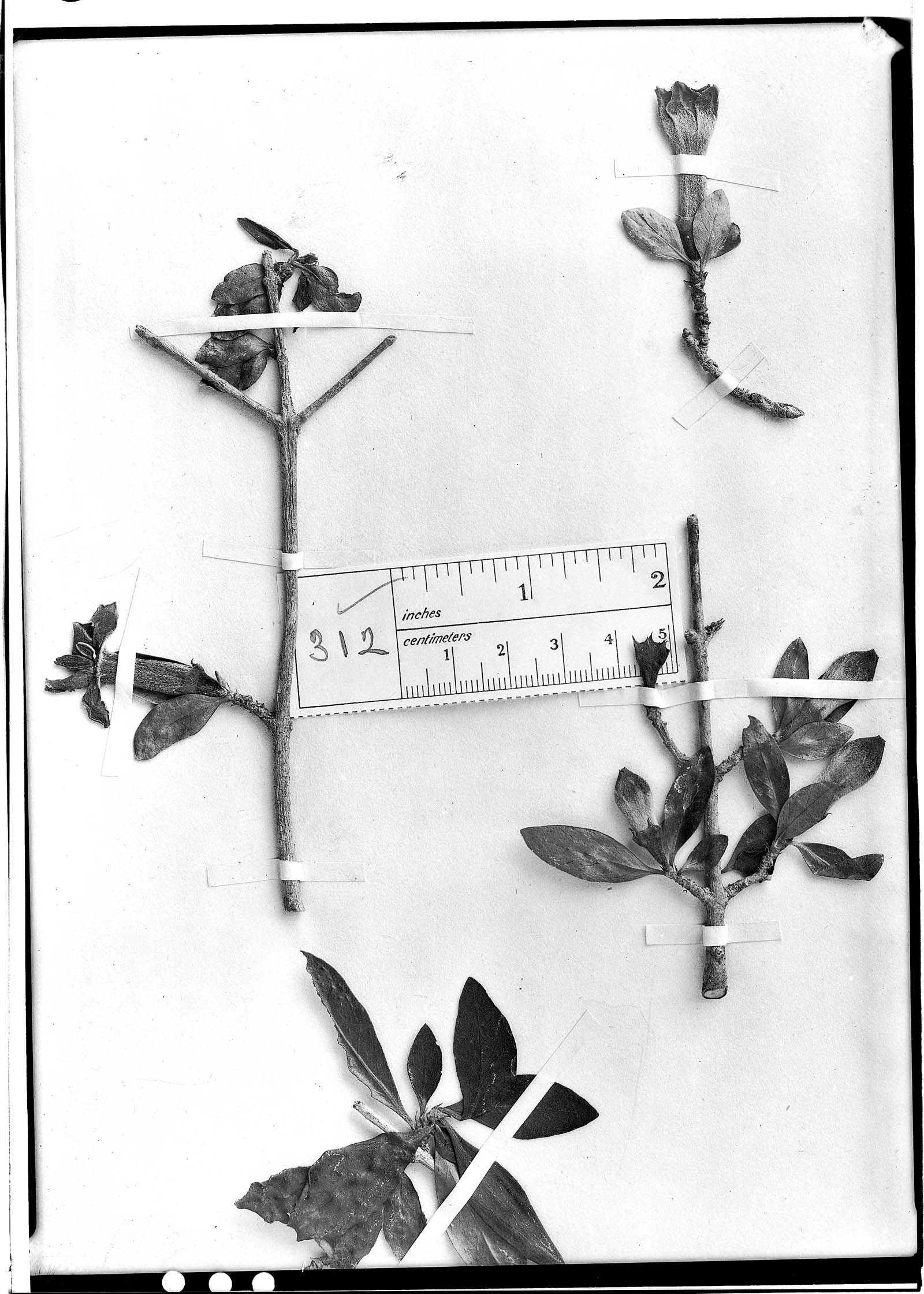 Sphinctanthus hasslerianus image