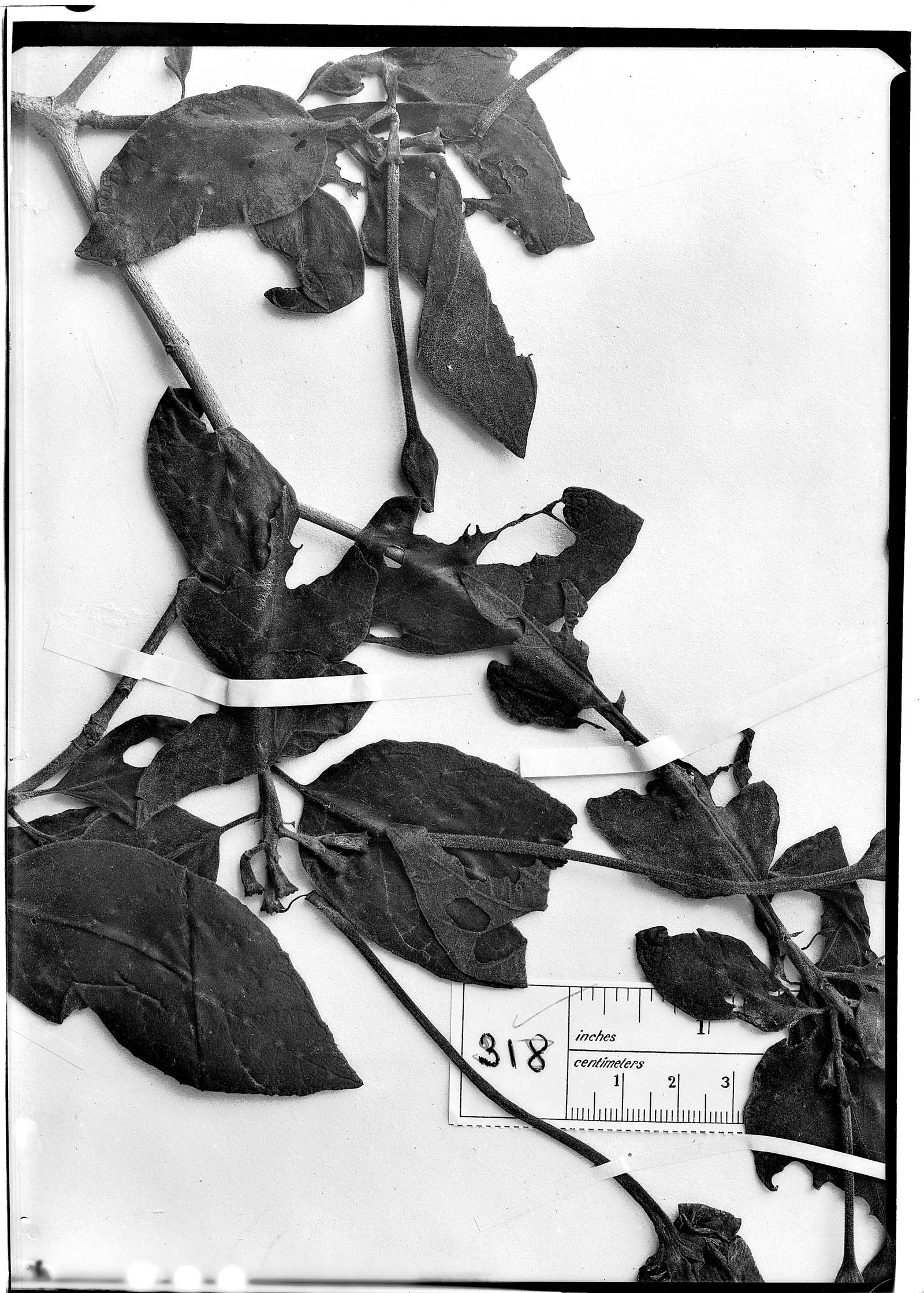 Tocoyena formosa image