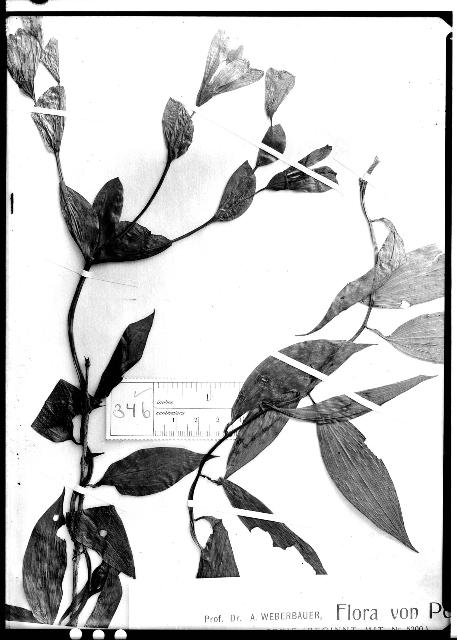 Bomarea ayavacensis image